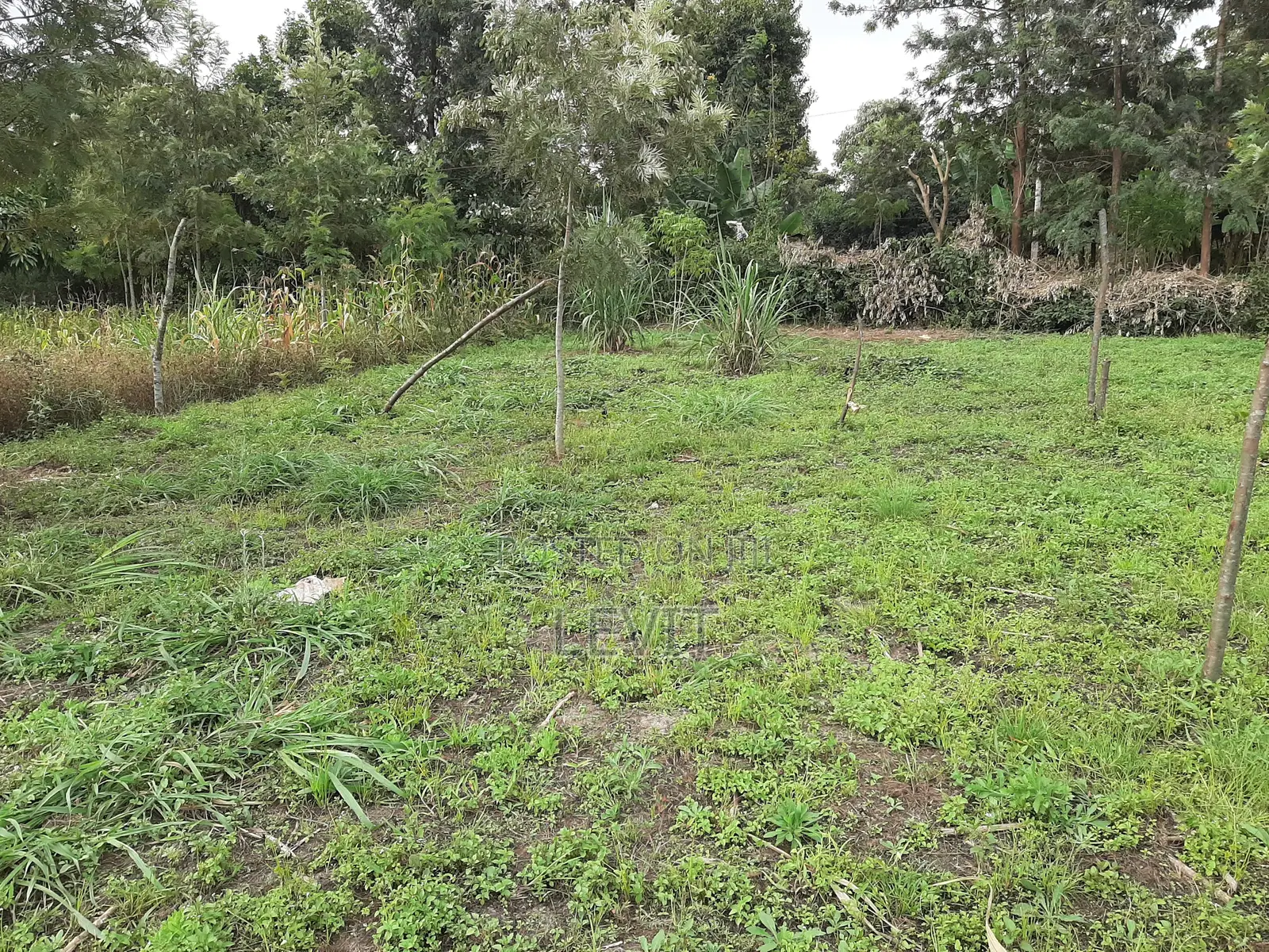 Athena Thika Plot on Offer