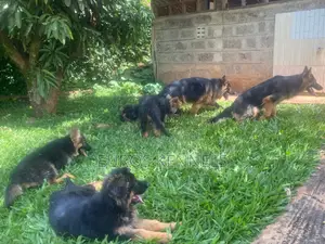 1-3 months Male Purebred German Shepherd