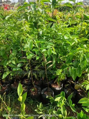 Persimmon Fruit Tree Seedlings
