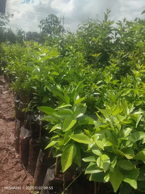 Pixie Orange Seedlings