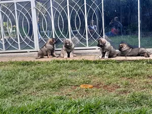 1-3 months Female Purebred Caucasian Shepherd