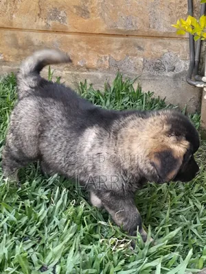 1-3 months Female Purebred Caucasian Shepherd