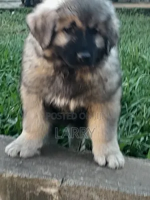 1-3 months Female Purebred Caucasian Shepherd