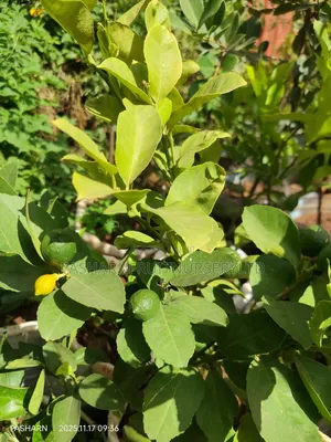 Mayer Lemon Seedlings