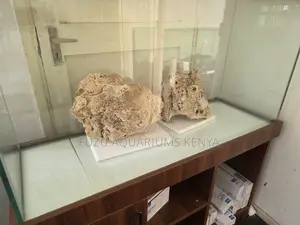 Bright, Bold, Beautiful – Coral That Pops in Any Aquarium