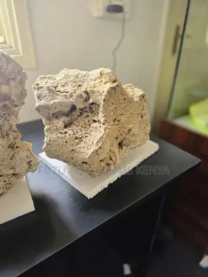 Aquarium Corals Built for Growth and Beauty