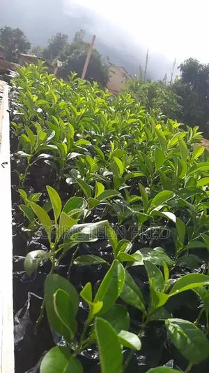Lemon Seedlings