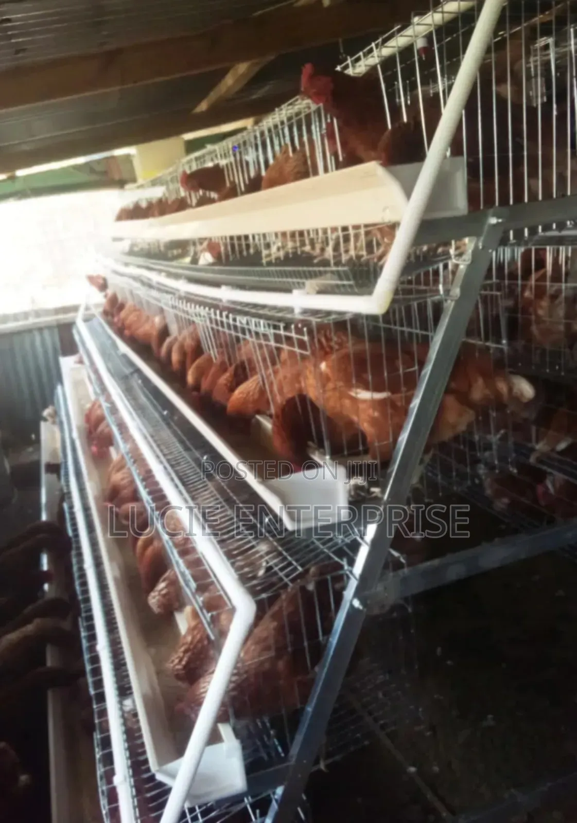 Chicken Cage Each 128birds