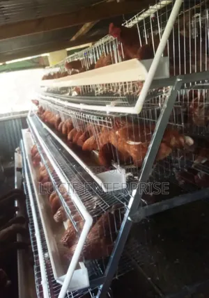 Chicken Cage Each 128birds