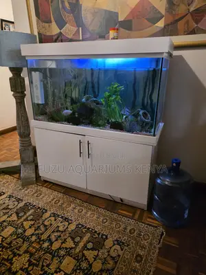 Elegant Home Aquarium With Full Setup