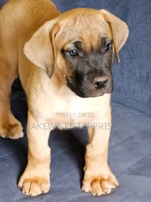 1-3 months Male Purebred Boerboel