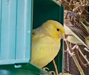 Canaries for Sale