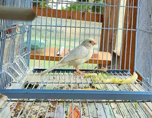 Coloured Canaries