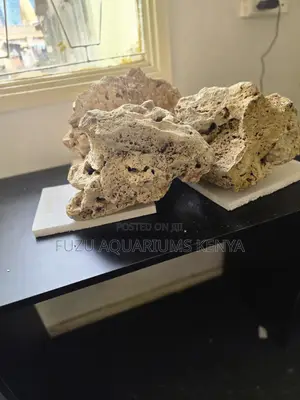 Natural Branching Dry Coral Skeleton Rock for Aquarium/Pond