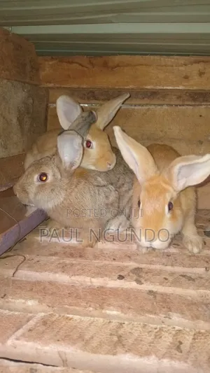 Hybrid Rabbits