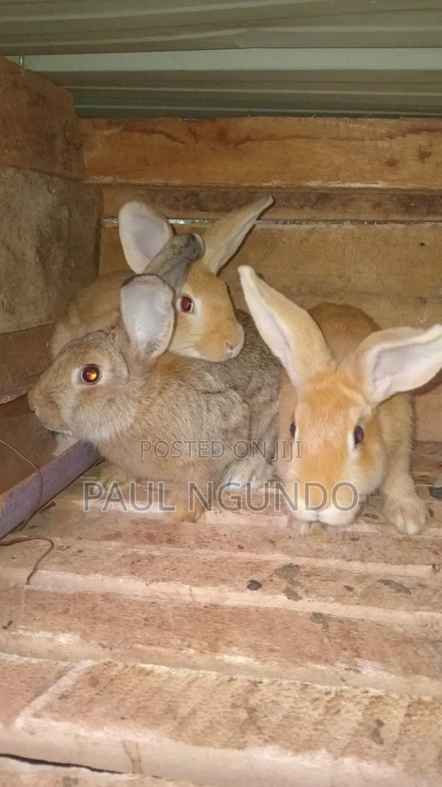 Hybrid Rabbits
