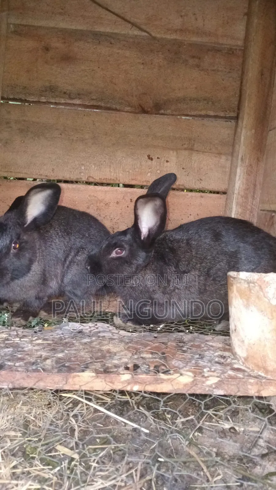 Hybrid Rabbits