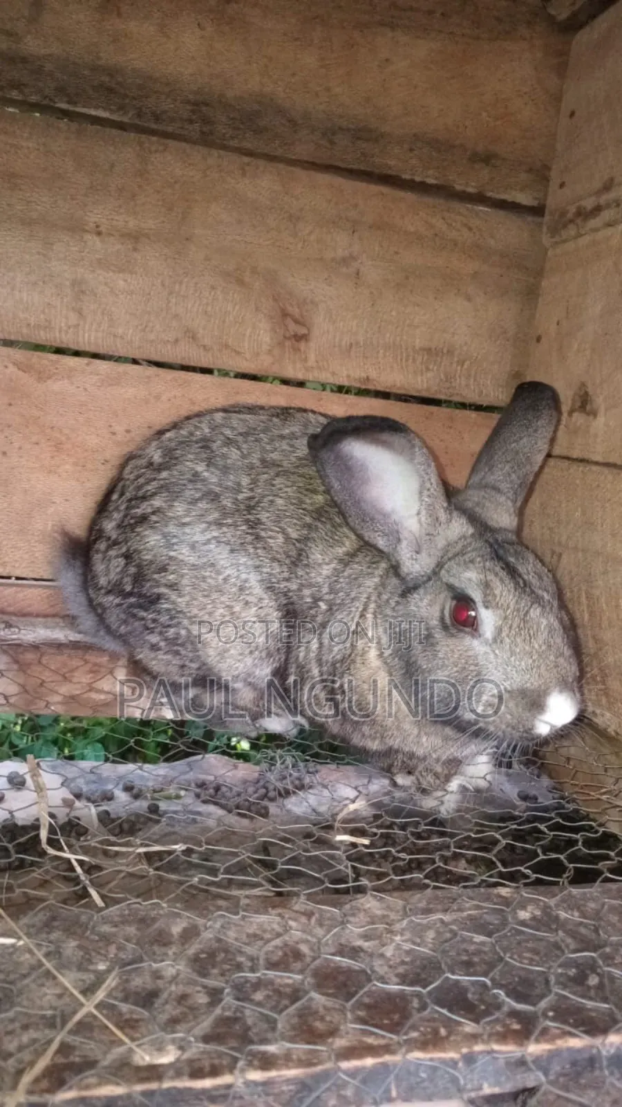 Hybrid Rabbits
