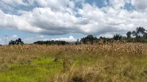 Affordable 2-Acre Land for Sale Nyandarua