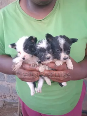1-3 months Female Mixed Breed Japanese Spitz