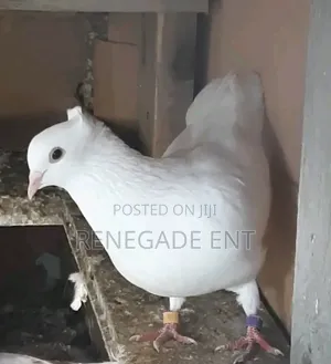 Pure White Pegion