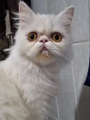 6-12 months Female Purebred Persian