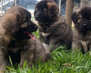 1-3 months Female Purebred Caucasian Shepherd