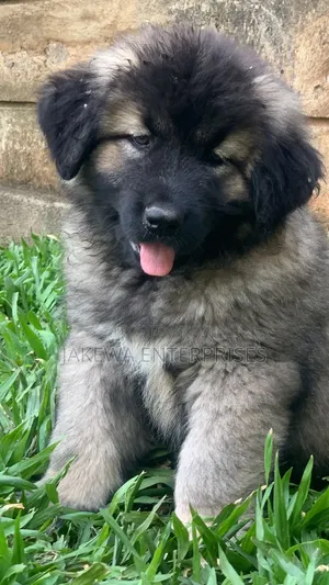 1-3 months Female Purebred Caucasian Shepherd