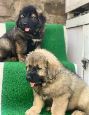 1-3 months Female Purebred Caucasian Shepherd