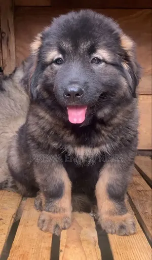 1-3 months Female Purebred Caucasian Shepherd