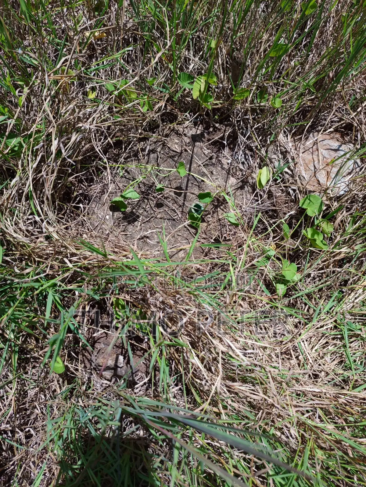 Plot for Sale