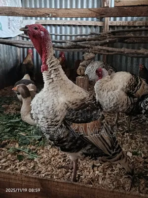 Royal Palm Turkey
