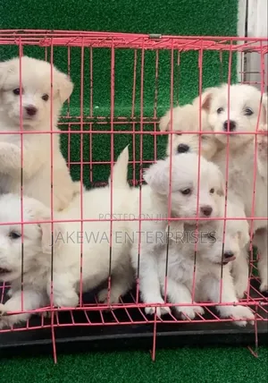 1-3 months Female Purebred Havanese