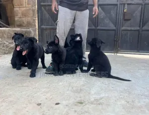 1-3 months Male Purebred German Shepherd