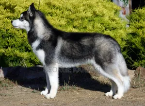 1-3 months Male Purebred Siberian Husky