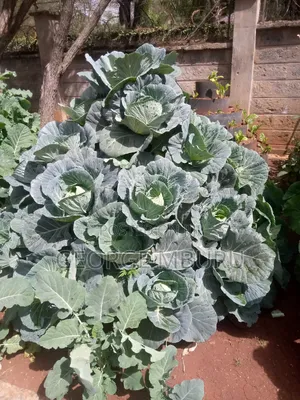 Multi Storey Gardens