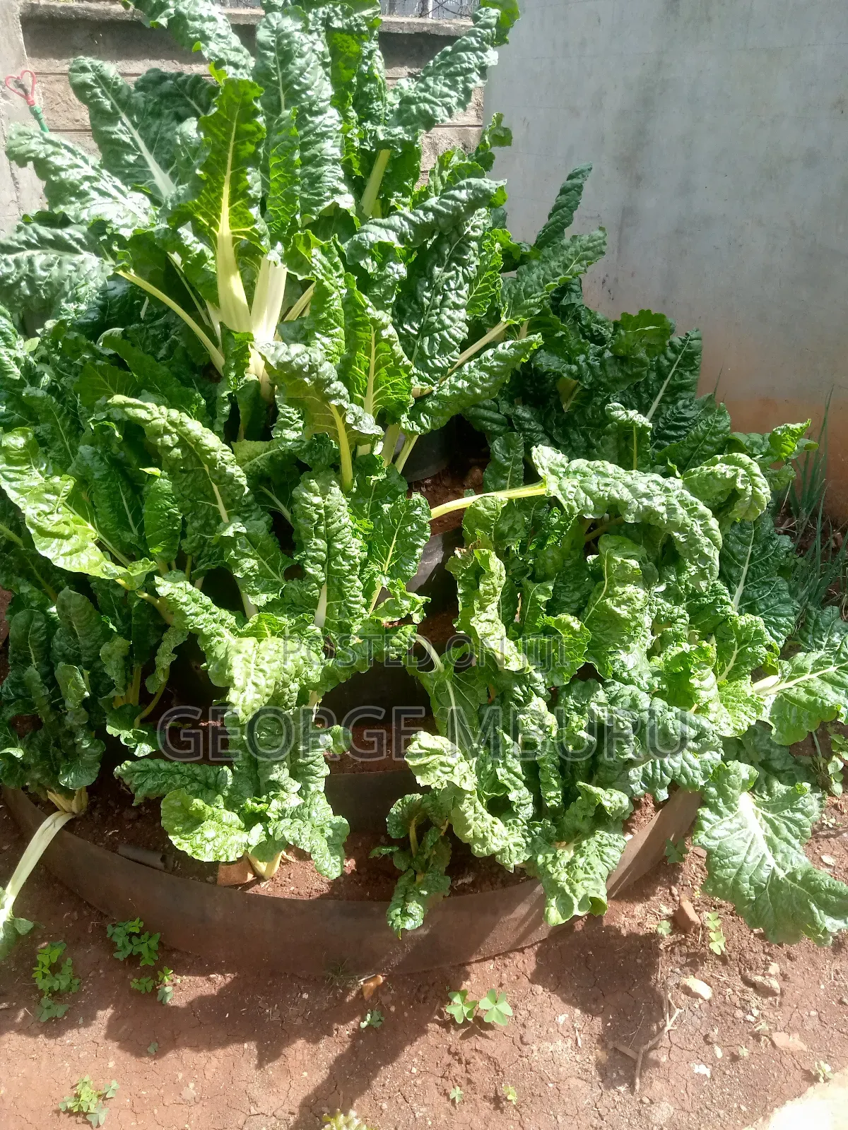 Multi Storey Gardens