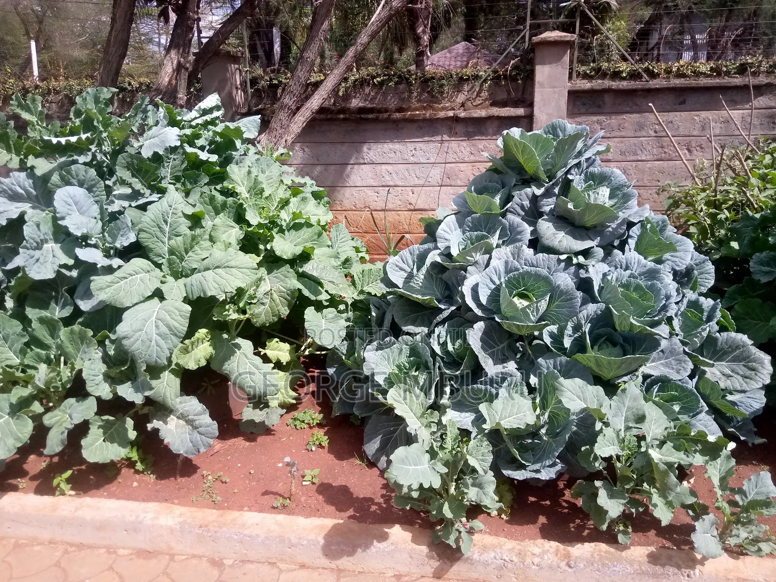 Multi Storey Gardens