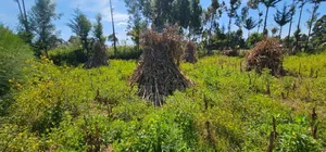 Prume 1⁄4 Plot for Sale in Chepkanga Eldoret Mutei Road