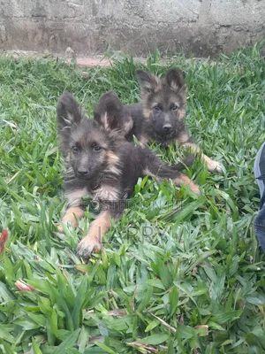 1-3 months Female Purebred German Shepherd
