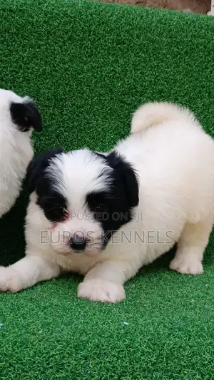 1-3 months Male Purebred Havanese