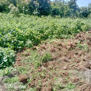 1 Acre Kinyogori
