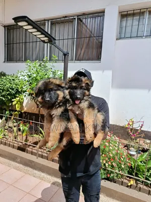 1-3 months Male Purebred German Shepherd