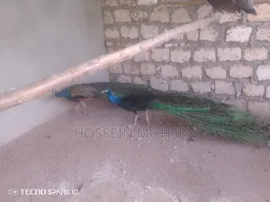 Indian Blue Peacock