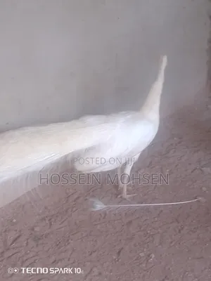 White Mature Peacock