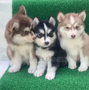 1-3 months Female Purebred Siberian Husky