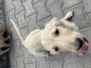 1-3 months Male Purebred Golden Retriever