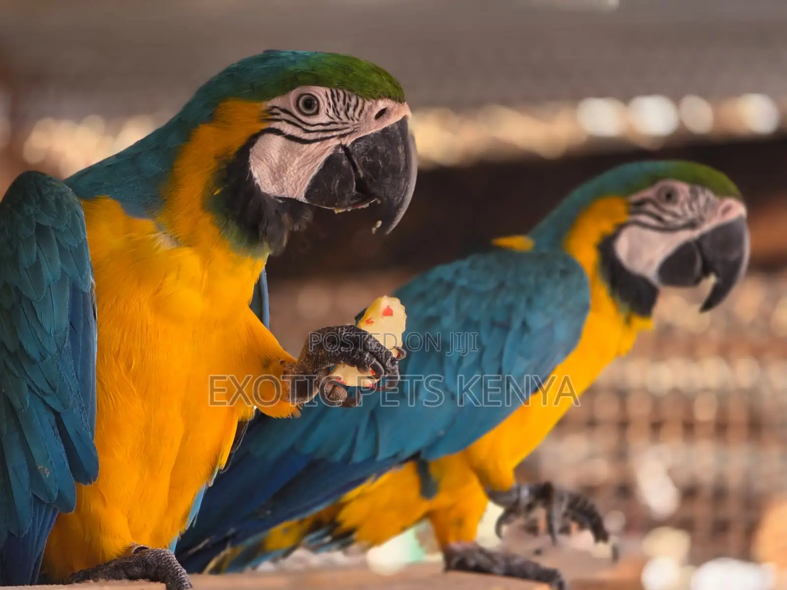 Macaws for Sale in Kenya