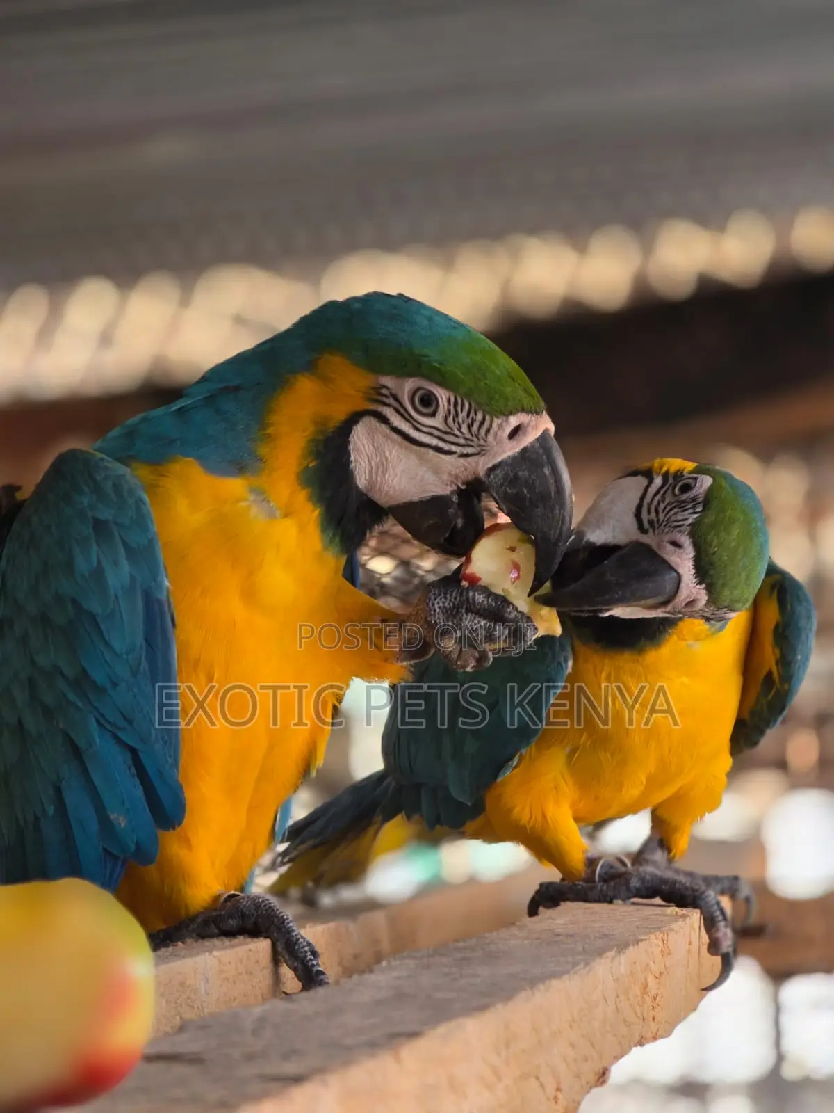 Macaws for Sale in Kenya