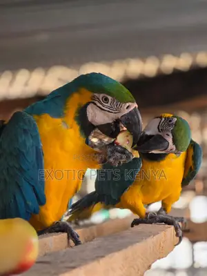 Macaws for Sale in Kenya